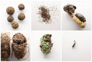'Animal Farm', exhibition on excrements of animals